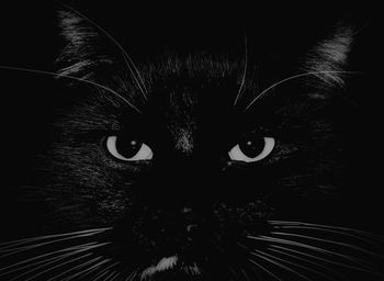 Close-up portrait of a cat
