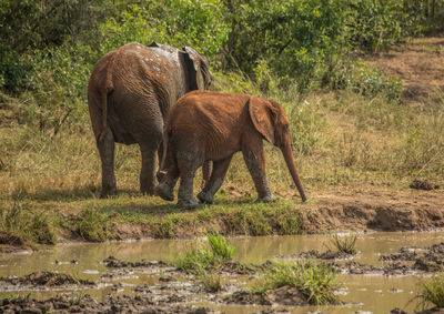 Elephant in a lake