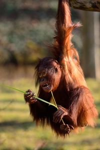 Close-up of a monkey