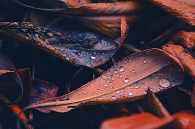 Close-up of raindrops on leaves