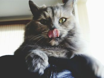 Close-up portrait of cat at home