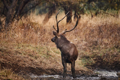 Sambhar deer looking away