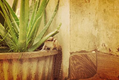 Close-up of a lizard on wall