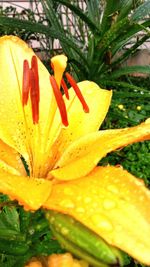 Close-up of yellow flower