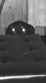 Close-up of dog sleeping on bed