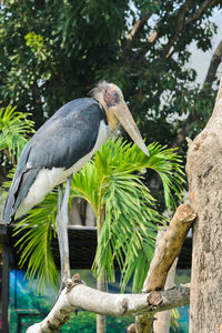 Bird perching on a tree