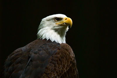 Close-up of bald eagle against black background