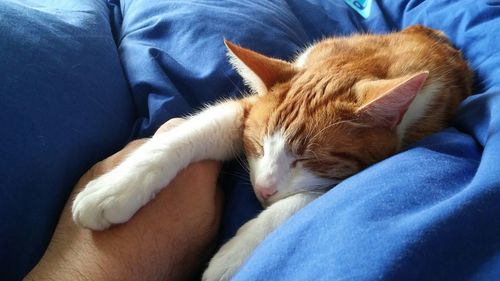 Close-up of sleeping cat