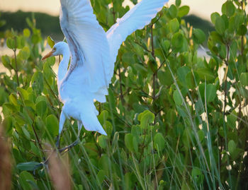 Bird flying over a plants