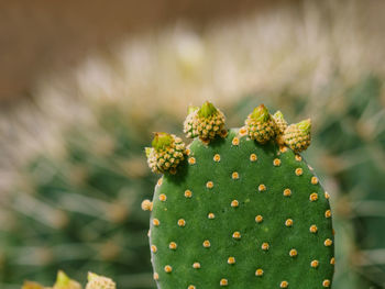 Close-up of prickly pear cactus