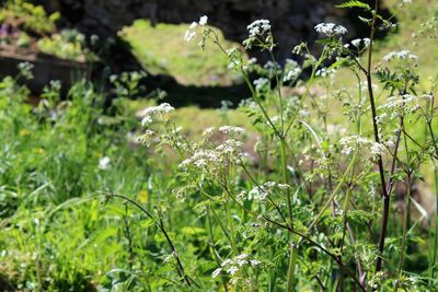 Close-up of white flowering plants on field