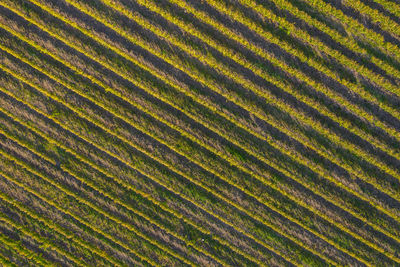 Rows in a vineyard, natural pattern above from a drone. aerial view