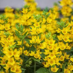 Close-up of yellow flowering plants on field