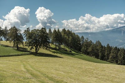 Trees on field against sky