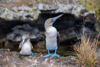 Birds perching on rock