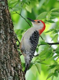 Close-up of bird perching on tree