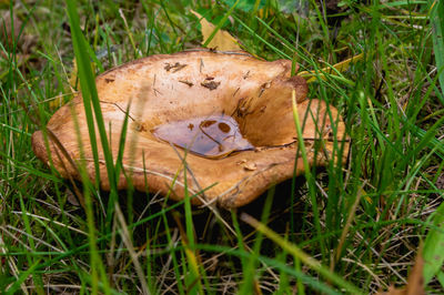 High angle view of mushroom in field