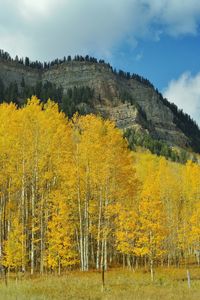 Scenic view of forest against sky during autumn