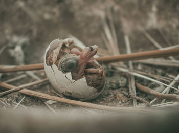 Close-up of shell on dry land