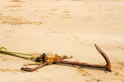 Rusty anchor tied to rope on sand at beach