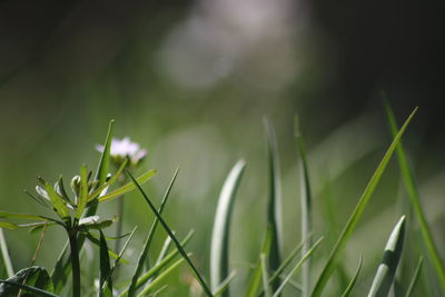 Close-up of fresh green plant