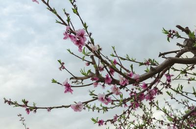 Low angle view of pink flowers