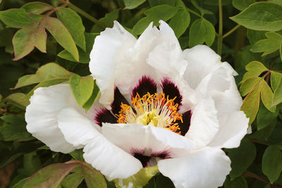 Close-up of white flowering plant