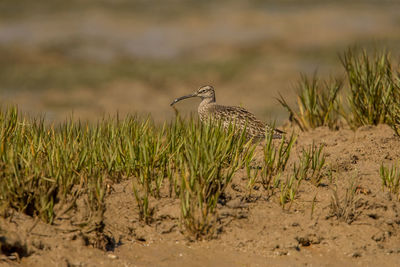 Bird perching on a field