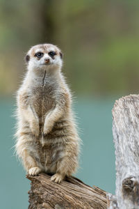 Alert meerkat sitting on a dry stump outdoors