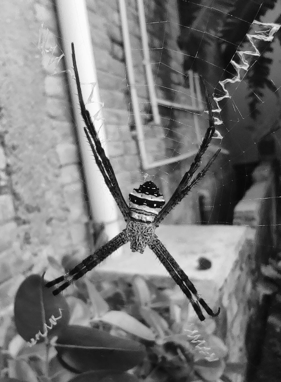 black and white, black, monochrome, monochrome photography, close-up, focus on foreground, no people, animal, spider, white, day, nature, animal themes, insect, macro photography, one animal, animal wildlife, outdoors, wildlife