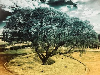 Trees on field against sky