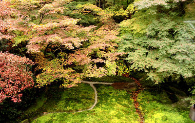 Plants growing on tree