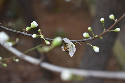 Close-up of white flowering plant