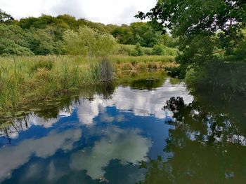 Scenic view of lake in forest against sky