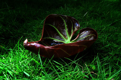 Close-up of plant