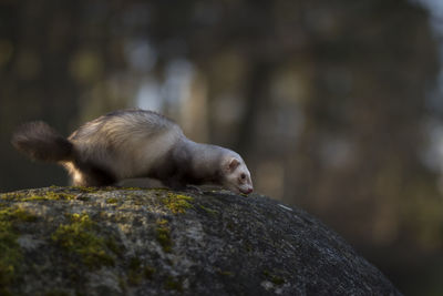 Close-up of rabbit on rock