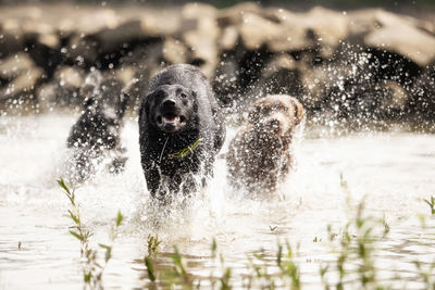 View of dog in water