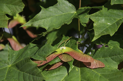 Close-up of fresh green leaves on plant