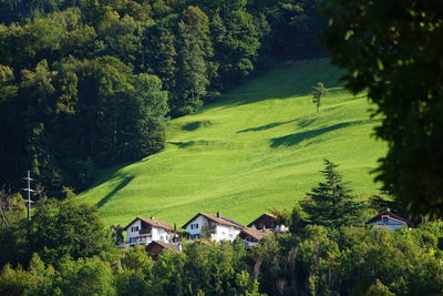 Scenic view of green trees and houses in park