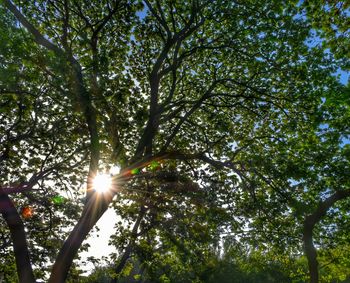 Sun shining through trees