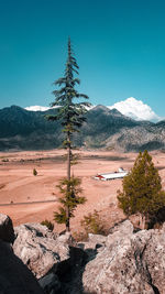 Plants growing on land against blue sky