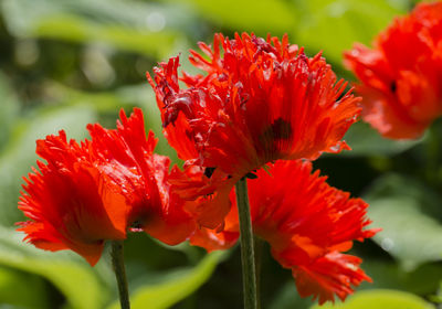 Close-up of red hibiscus blooming in park