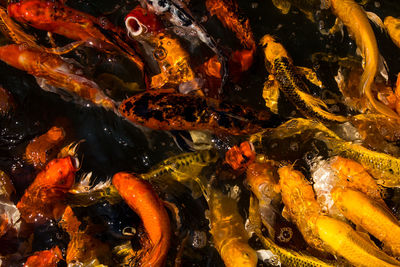 High angle view of koi carps swimming in pond