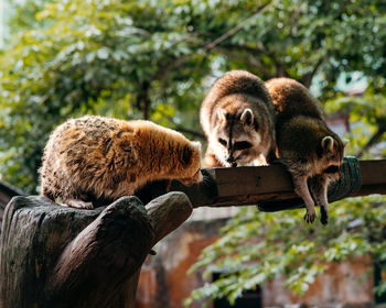 Raccoons sitting on the tree.