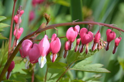 Close-up of pink bleeding flowers blooming on stem