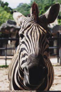 Close-up portrait of zebra