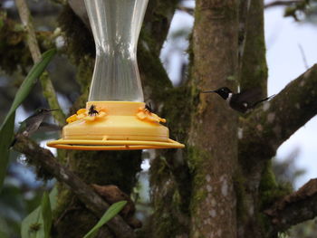 Close-up of bird on tree