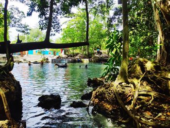 Scenic view of lake in forest