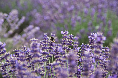 Close-up of insect on purple flowering plant