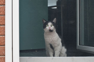 Portrait of cat sitting on window